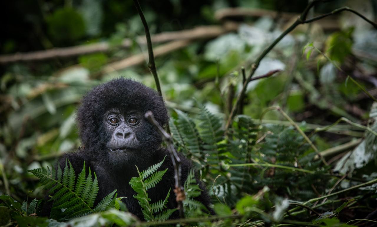 Virunga, DR Congo